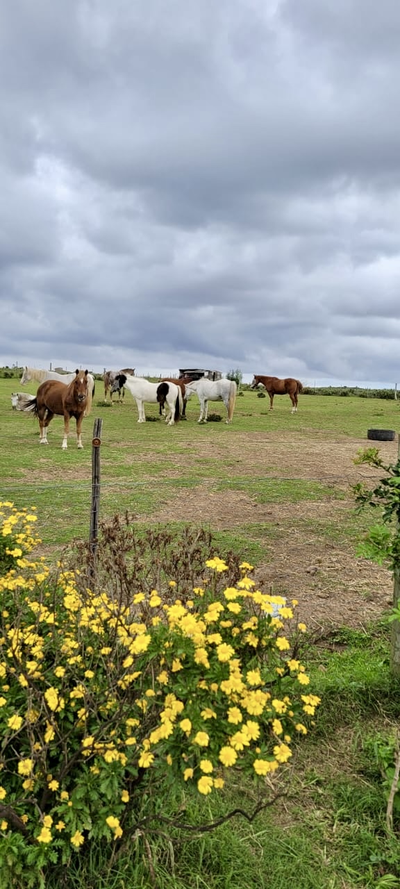 0 Bedroom Property for Sale in Swellendam Rural Western Cape